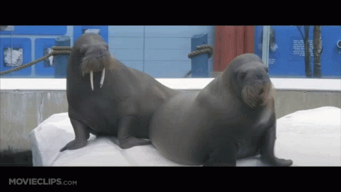 Seal Laying on Water Edge With NDR