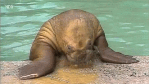 Seal Laying on Water Edge with ndr