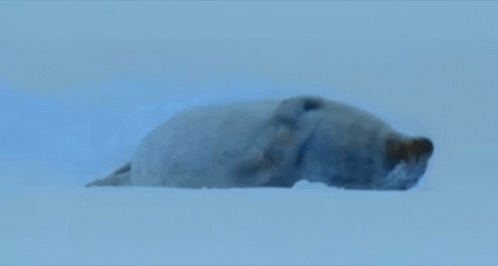 Seal Lying in Ice Looking at Camera