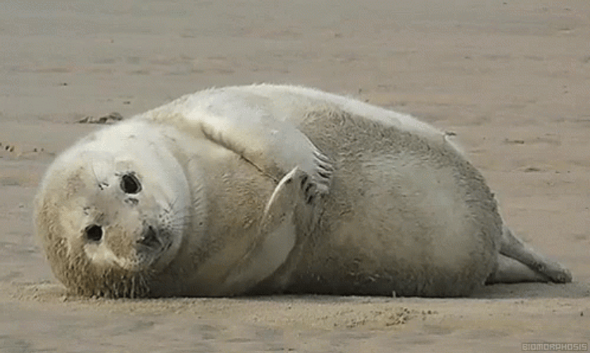 Seal Lying In Sand GIF