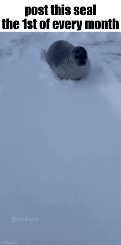 Seal Lying In Snow With Post This Seal Caption GIF