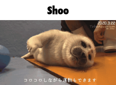 Seal Lying on Back With Shoo