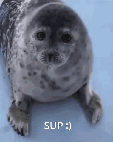 Seal Lying on Blue Surface With Sup