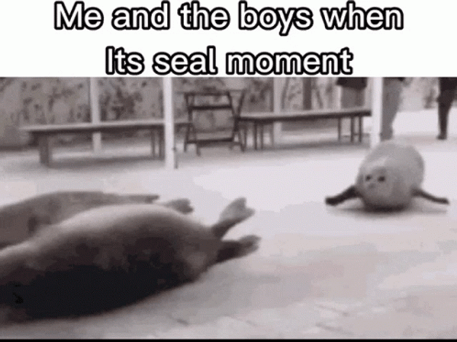 Seal Moment In Motion GIF