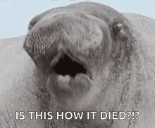 Seal Open Mouth Is This How It Died