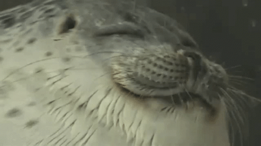 Seal Pretending To Be Sleeping GIF