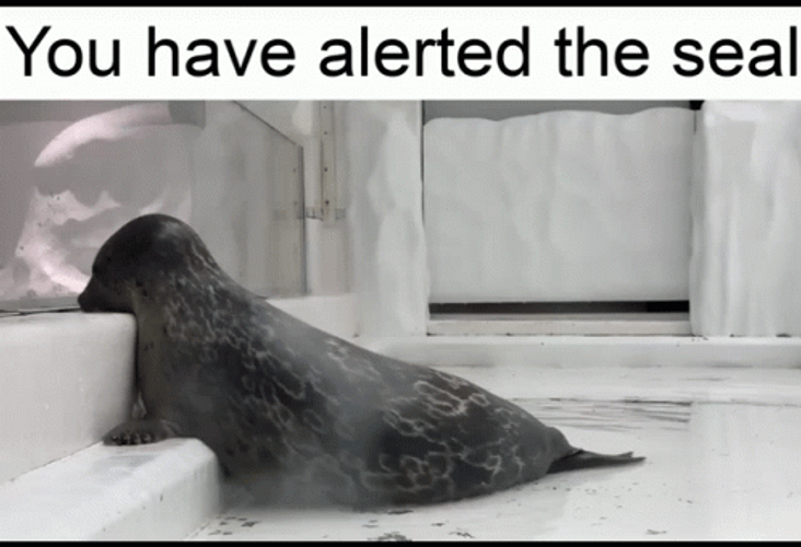 Seal Roaming Around GIF