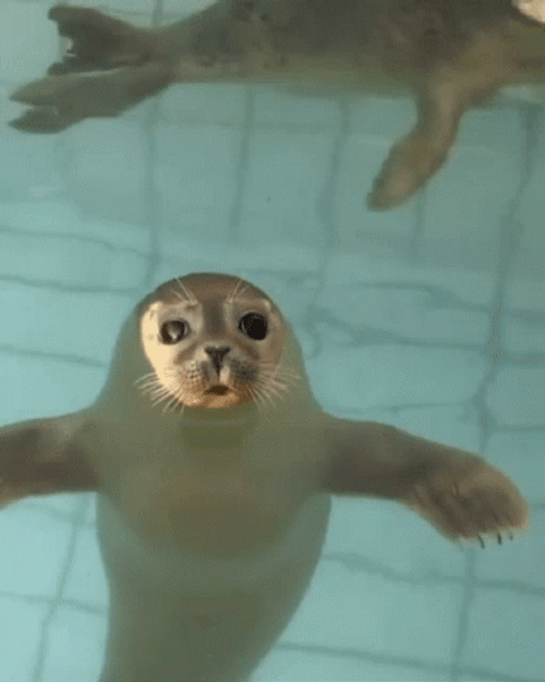 Seal GIF