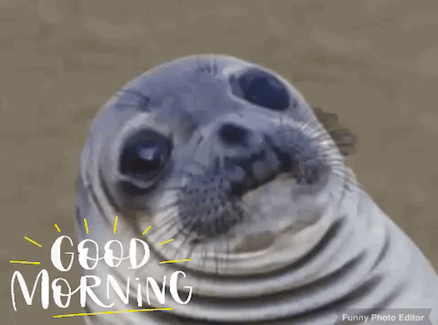 Seal Saying Good Morning
