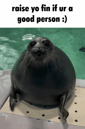 Seal Saying Raise Yo Fin If Ur A Good Person