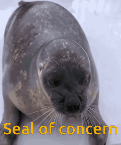 Seal Saying Seal Of Concern GIF