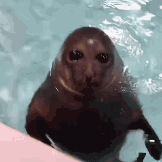 Seal Sea Lion Gif GIF