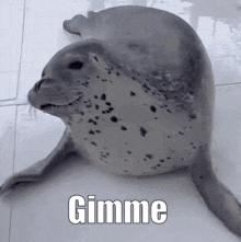 Seal Sitting on Floor Saying Gimme