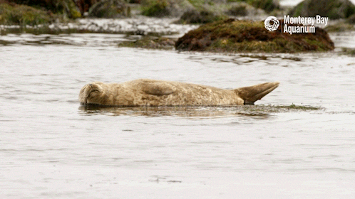 Seal Sleeping In The Ocean GIF