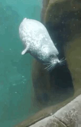 Seal Squish On The Glass GIF