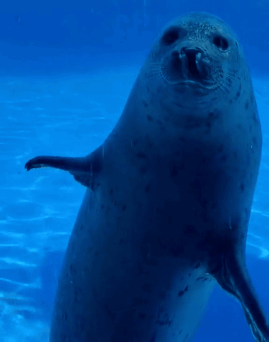 Seal Standing And Waving GIF