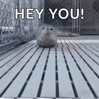 Seal Standing on Wooden Floor