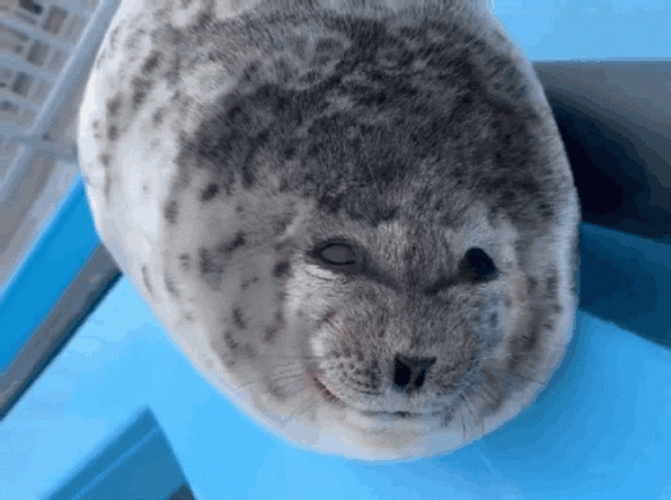 Seal Sticking Out Tongue GIF