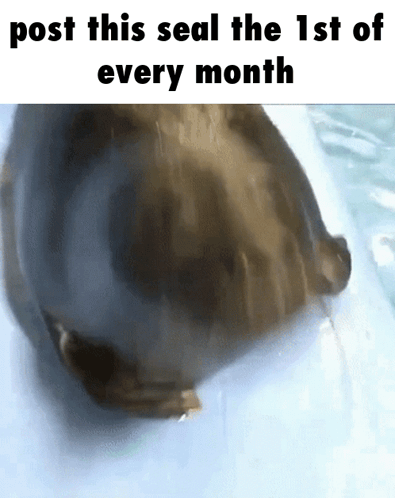 Seal Swimming In Water GIF