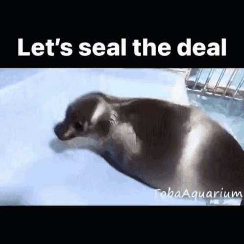 Seal Swimming With Let Seal the Deal