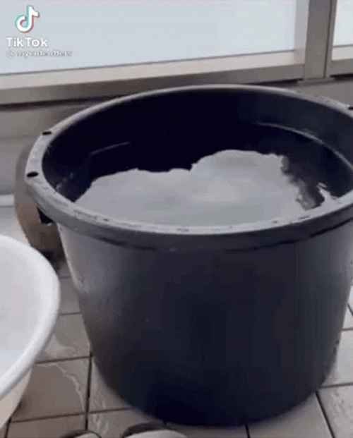 Seal Taking Bath On Pail GIF