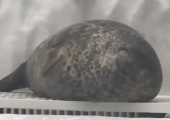 Seal Tired Lying On The Ground GIF