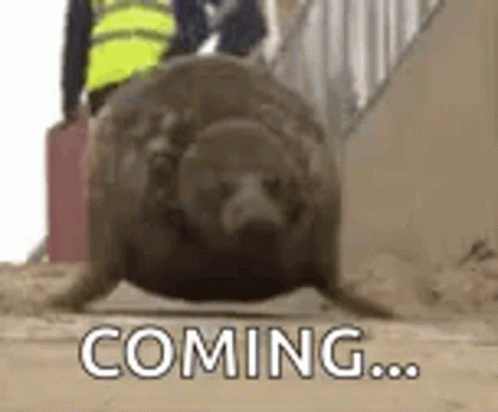 Seal Walking Down Stairs Coming