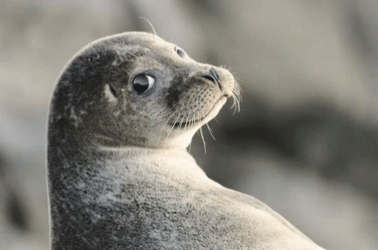 Seal Wearing Eyeglasses GIF