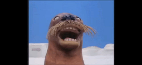 Seal With Long Mustache Making Funny Face