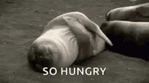 Seal with So Hungry Text