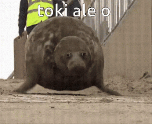 Seal With Toki Ale O