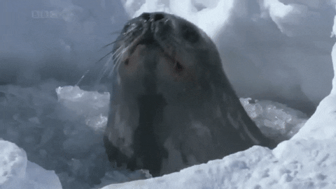 Seal Yelling Ahhh GIF