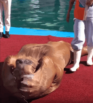 Sealion Trained To Work Out GIF