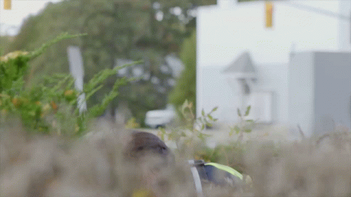 Searching In Bushes With Telescope Iranian Movie GIF