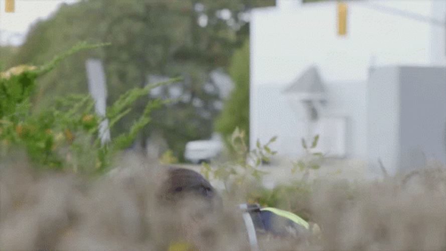 Searching In Bushes With Telescope Iranian Movie GIF