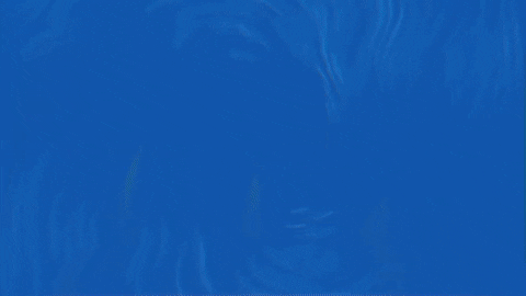 Seattle Seahawks Fans Number GIF