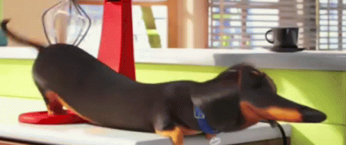 Secret Life Massage Wiener Dog GIF