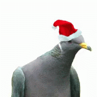 Secret Santa Pigeon GIF