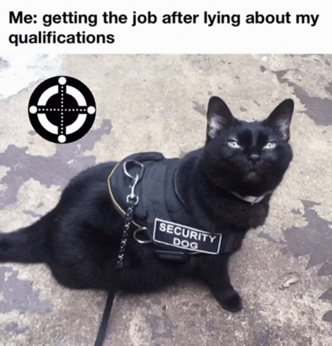 Security Cat Lying About Qualifications GIF