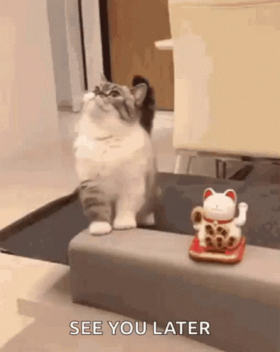 See You Later Funny Cat GIF