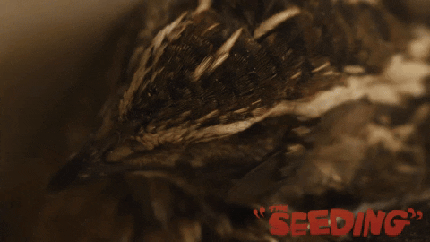 Seeding Trap In The Dessert Canyon Movie Scene GIF