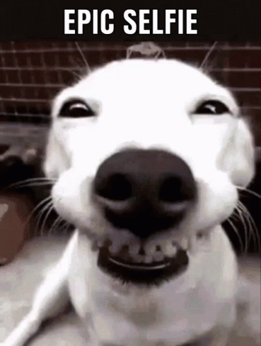 White Dog Grinning Selfie GIF