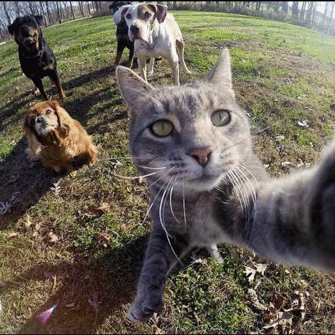 Selfie 480 X 480 Gif GIF