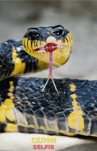 Selfie Anaconda Snake GIF