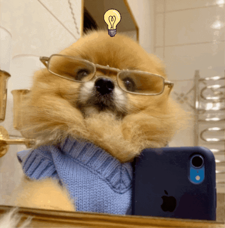 Selfie Puppy Pomeranian GIF