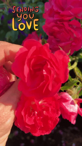 Sending Love Red Roses GIF