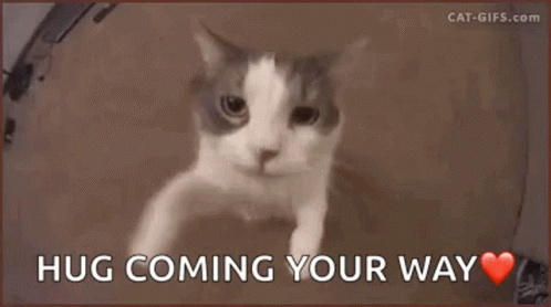 Sending Virtual Hug Adorable Cat GIF