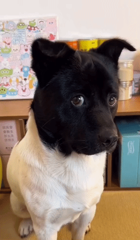 Serious Black White Funny Dog Meme GIF