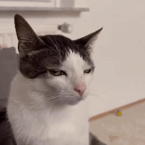 Serious Cat Close Up GIF