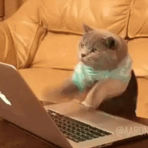 Serious Cat Typing Hackerman GIF